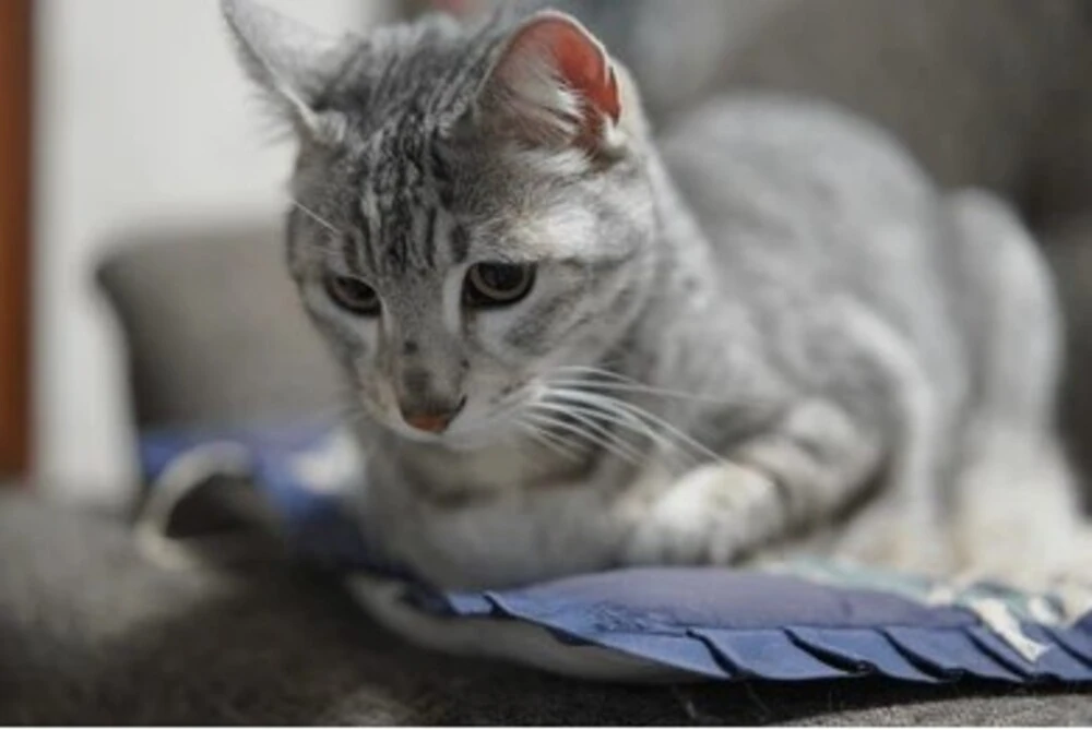 Grey Egyptian Mau Cat