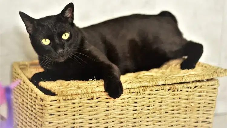 Japanese Bobtail Cat