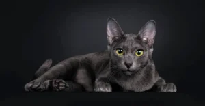 Korat Cat Breed