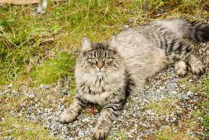 La Perm Cat Breed