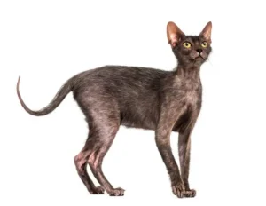 Lykoi Cat Breed