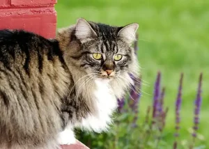 Manx Cat Breed