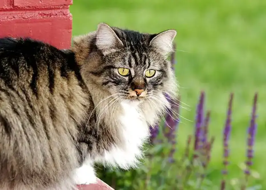 Manx Cat Breed