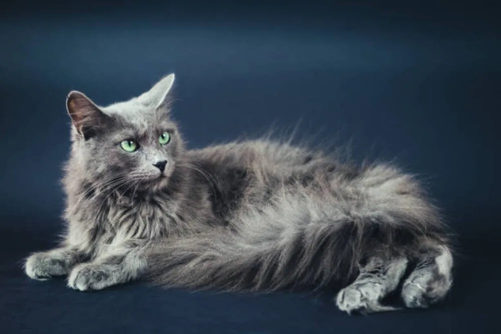 Nebelung Cat