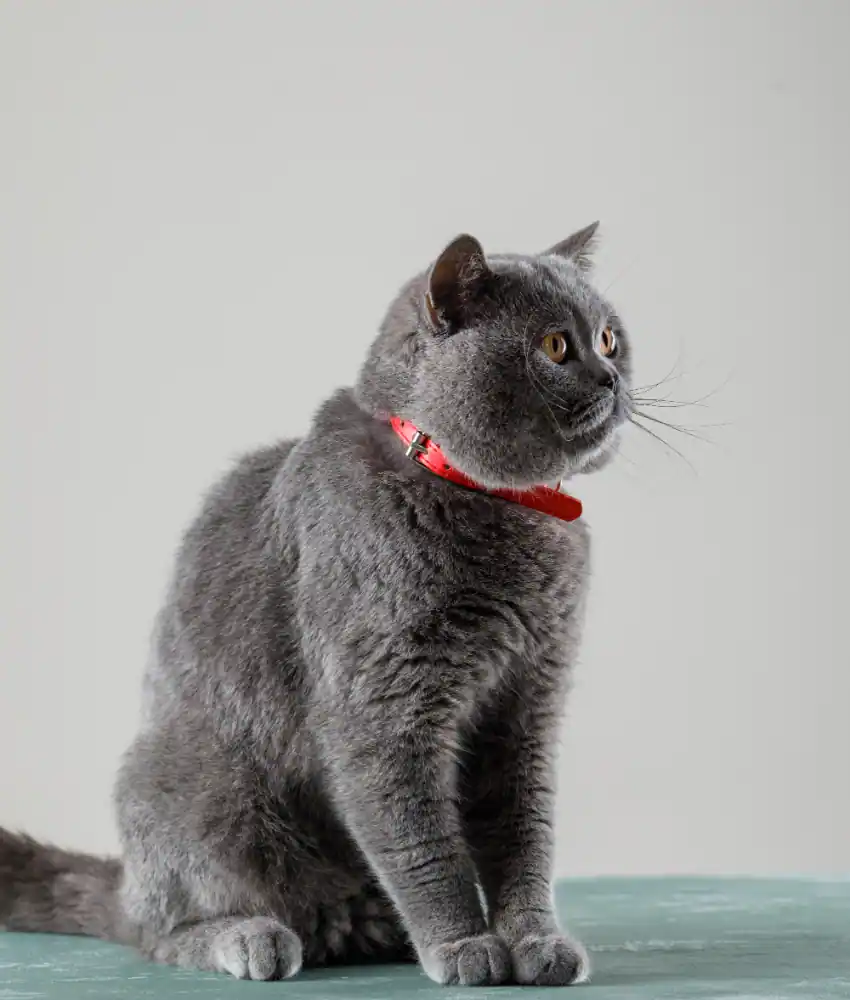 British Shorthair Cat