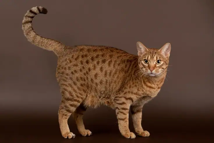 Ocicat Cat